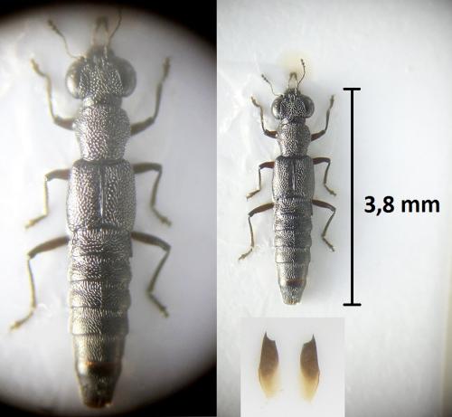 Réf. 221 789 : Stenus latifrons